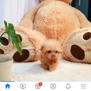 Meet your Posher, Zina